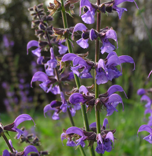 Salvia pratensis / Salvia comune